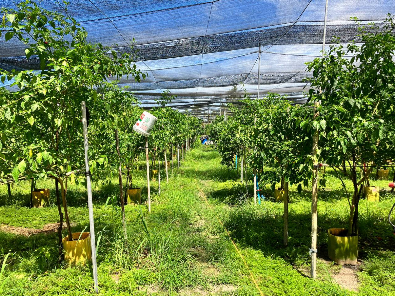 ކަނޑޫދޫގެ މިރުސް ދަނޑެއް--